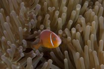 Pink anemonefish in host anemone — Stock Photo