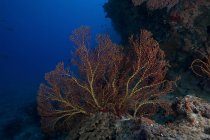 Ventilatore di mare gorgoniano sulla barriera corallina delle Fiji — Foto stock