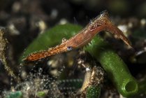 Long nose rock shrimp — Stock Photo