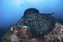 Gran rayas de color negro nadando sobre el fondo del mar rocoso cerca de la isla Cocos, Costa Rica - foto de stock