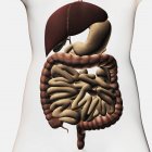 Illustrazione medica che mostra il sistema digestivo umano tra cui fegato, stomaco, intestino crasso e tenue — Foto stock