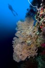 Diver swimming over sea fan — Stock Photo