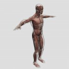 Anatomía del sistema muscular masculino sobre fondo blanco - foto de stock