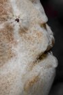 Giant frogfish closeup headshot — Stock Photo