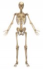 Vista frontale del sistema scheletrico umano — Foto stock