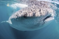 Walhai nahe der Wasseroberfläche — Stockfoto