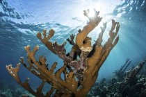 Colônia de corais elkhorn crescendo no recife — Fotografia de Stock