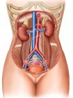 Anatomía de los riñones femeninos órganos reproductivos - foto de stock