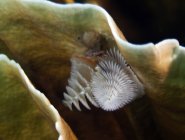 Christmas tree worm inside coral — Stock Photo