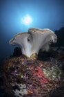 Colonia di coralli molli sulla barriera corallina nello stretto di Lembeh, Indonesia — Foto stock