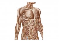 Анатомія м'язів живота людини — стокове фото