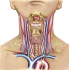 Neck anatomy showing arteries of pharyngeal region and thyroid — Stock Photo