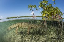 Crocodilo de água salgada americano nadando em manguezal, Jardines De La Reina, Cuba — Fotografia de Stock