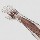 Мышечная анатомия руки и руки белого фона — стоковое фото