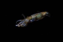Calmar de récif à grandes nageoires planant dans l'obscurité — Photo de stock