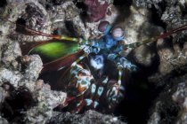 Peacock mantis shrimp on reef — Stock Photo
