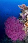 Eventail de mer violet à Raja Ampat — Photo de stock