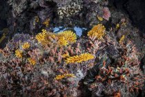 Recifes de coral nas Ilhas Salomão — Fotografia de Stock