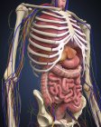 Menschlicher Mittelteil mit inneren Organen — Stockfoto