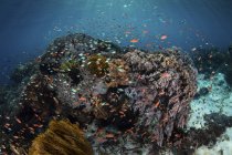 Bunte Fische schwimmen über Riff — Stockfoto