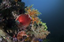 Красочное яблоко на рифе — стоковое фото