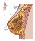Анатомия женской груди с ярлыками — стоковое фото