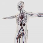 Ilustración médica tridimensional del sistema reproductor masculino con venas y arterias - foto de stock