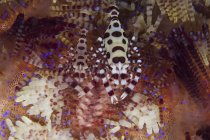 Paire de crevettes Coleman colorées — Photo de stock