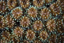 Каменистые кораллы в национальном парке Вакатоби — стоковое фото