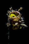 Gobbo giallo che guarda fuori dalla tana — Foto stock
