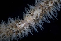 Wire coral goby on Cirripathes coral — Stock Photo