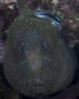 Moray anguila con wrasse limpiador - foto de stock