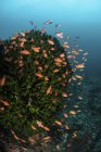 Coloridas Anthias peces nadando sobre el arrecife - foto de stock