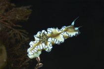 Glossodoris atromarginata nudibranch sobre a erva daninha do mar — Fotografia de Stock