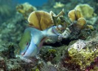 Перев'язка папуга риба плаває над рифом — стокове фото