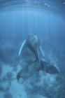 Ballena jorobada nadando en agua azul - foto de stock