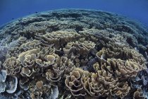 Красочные кораллы на мелководье — стоковое фото