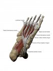 Modell des Fußes, das die plantaren Zwischenmuskeln und Knochenstrukturen mit Anmerkungen darstellt — Stockfoto