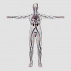 Illustrazione medica tridimensionale del sistema riproduttivo maschile con vene e arterie — Foto stock