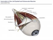 Supramedial eye anatomy of muscle innervation with annotations — Stock Photo