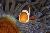 Falsche Clownfische in Tentakeln von Anemonen — Stockfoto