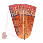 Анатомія людини ниркової функції — стокове фото