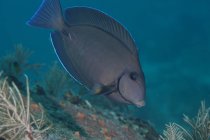Blauer Tang Doktorfisch schwimmt über Riff — Stockfoto