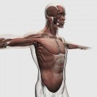 Anatomía de los músculos masculinos en la parte superior del cuerpo - foto de stock