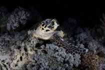 Hawksbill tartaruga marina sulla barriera corallina di notte — Foto stock
