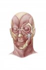 Медична ілюстрація м'язів обличчя людського обличчя — стокове фото