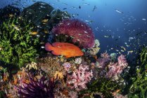 Mérou corail nageant au-dessus du récif corallien — Photo de stock