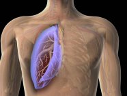 Vue transparente de la poitrine humaine montrant le poumon — Photo de stock