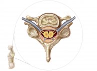 Медицинская иллюстрация анатомии позвонков человека — стоковое фото