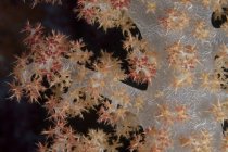 Дерево коралів на риф Фіджійська — стокове фото